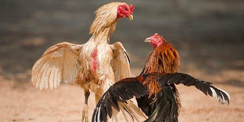 Gà Chọi Đẹp - Điểm Danh Chiến Kê Thu Hút Nhất Hiện Nay Các tiêu chí chọn gà chọi đẹp