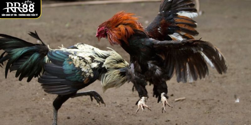 Trực Tiếp Đá Gà Đòn C1 Hôm Nay Tại Nhà Cái Uy Tín RR88 khai-quat-mot-so-chien-ke-tham-gia-cac-tran-da-ga-don-c1